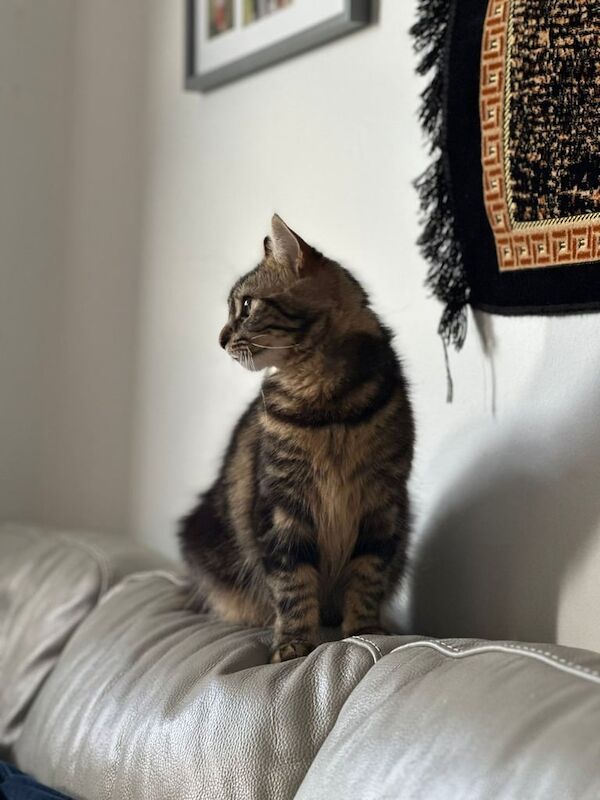 Maine Coon kittens for sale in Portsmouth, Hampshire – 1 year old - Image 2 of 3