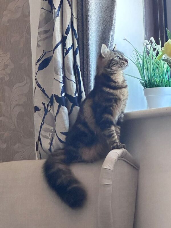 Maine Coon kittens for sale in Portsmouth, Hampshire – 1 year old - Image 3 of 3