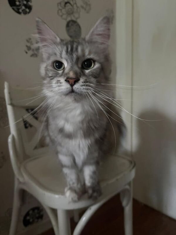 Maine Coon kittens for sale in Richmond, Greater London – 2 years old