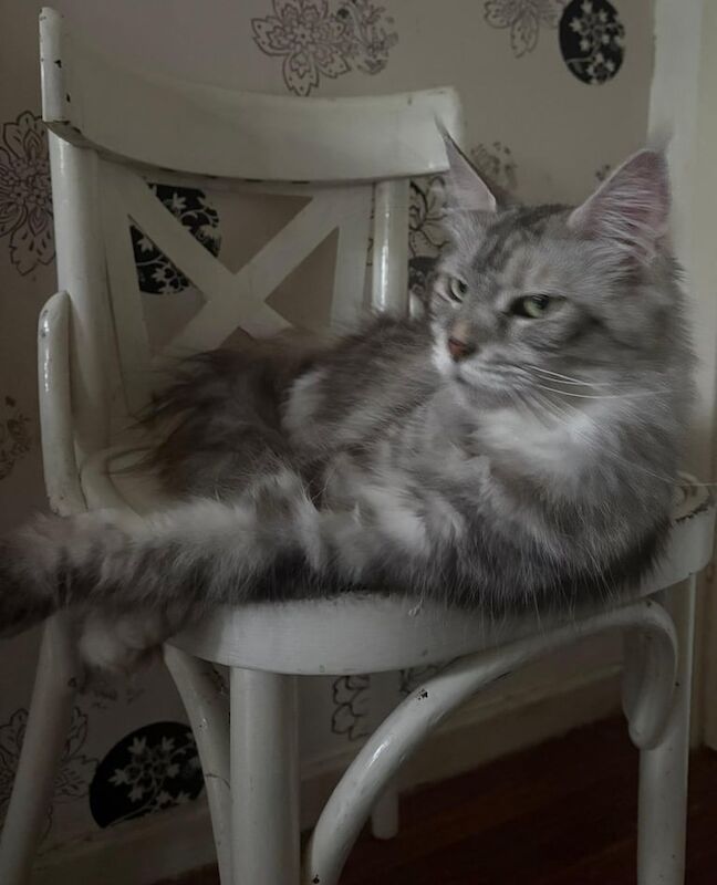Maine Coon kittens for sale in Richmond, Greater London – 2 years old - Image 2 of 2