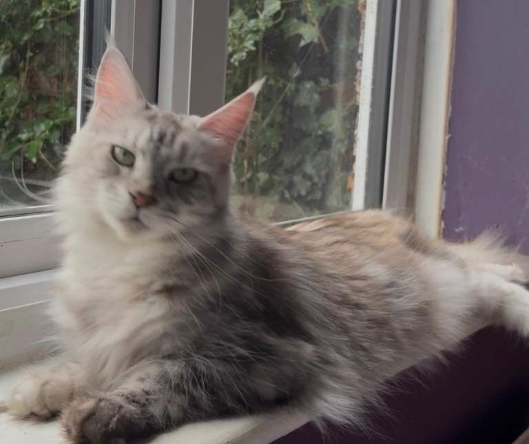 Maine Coon kittens for sale in Richmond, Greater London – 2 years old