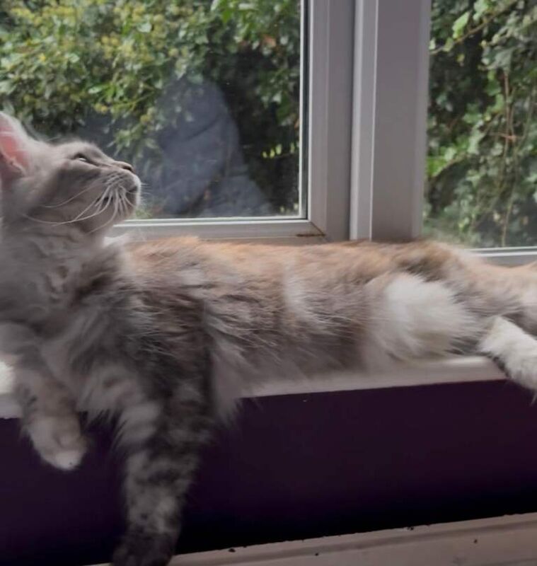 Maine Coon kittens for sale in Richmond, Greater London – 2 years old - Image 2 of 3