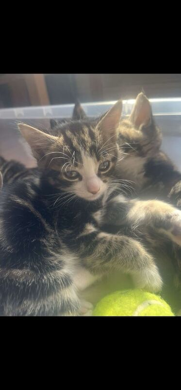tabby 9 weeks old for sale in Harrow, Greater London