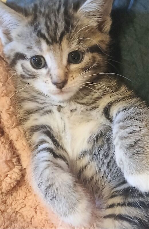 Tabby Kittens for sale in Stevenage, Hertfordshire | Image 2