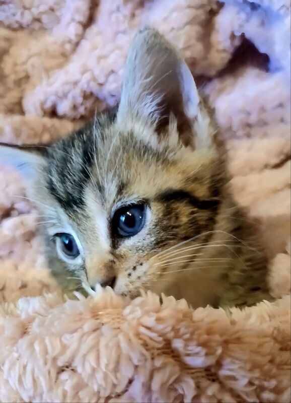 Tabby Kittens for sale in Stevenage, Hertfordshire | Image 3