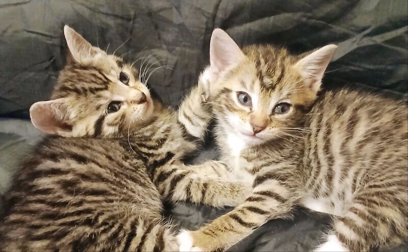 Tabby Kittens for sale in Stevenage, Hertfordshire | Image 4