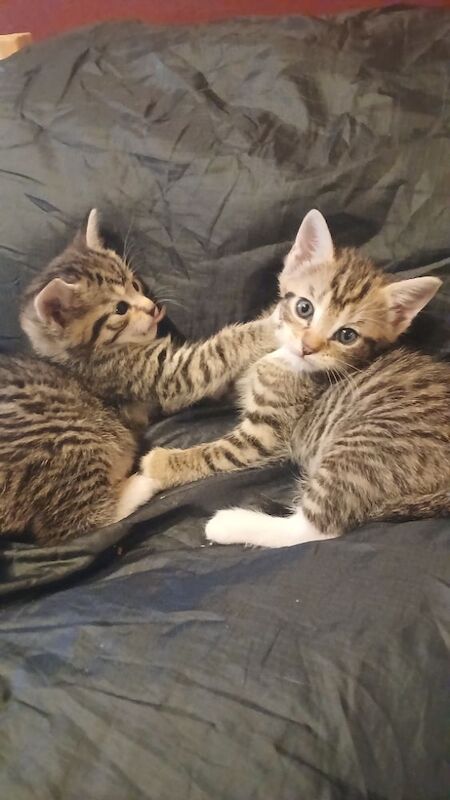 Maine Coon kittens for sale in Stevenage, Hertfordshire – 5 months old - Image 5 of 8