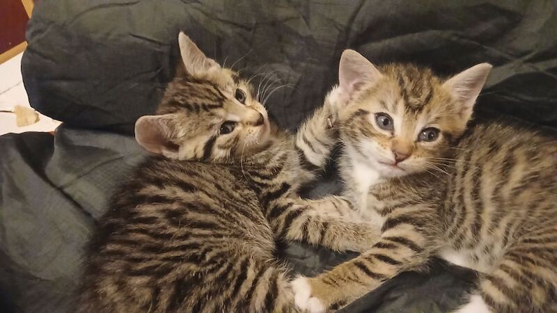 Maine Coon kittens for sale in Stevenage, Hertfordshire – 5 months old - Image 6 of 8