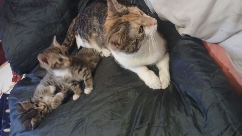 Maine Coon kittens for sale in Stevenage, Hertfordshire – 5 months old - Image 7 of 8
