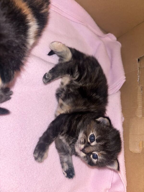 Tabby Kittens For Sale in Uxbridge, Greater London