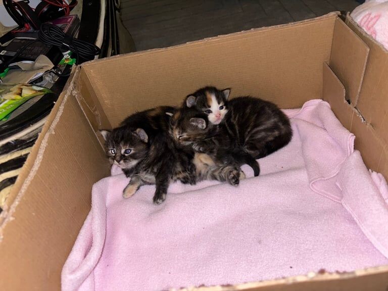Tabby Kittens For Sale in Uxbridge, Greater London | Image 2
