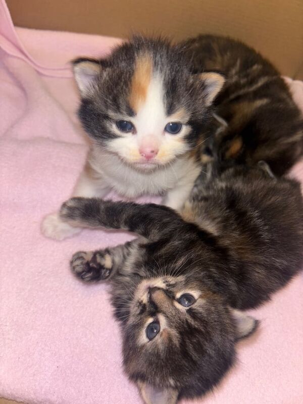 Tabby Kittens For Sale in Uxbridge, Greater London | Image 3