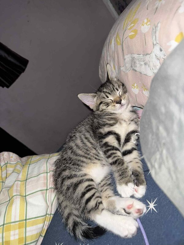 Tabby twin girls for sale in Bilston, West Midlands