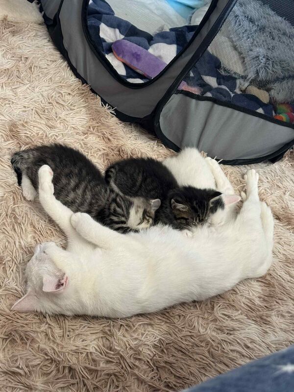 Tabby twin girls for sale in Bilston, West Midlands | Image 2