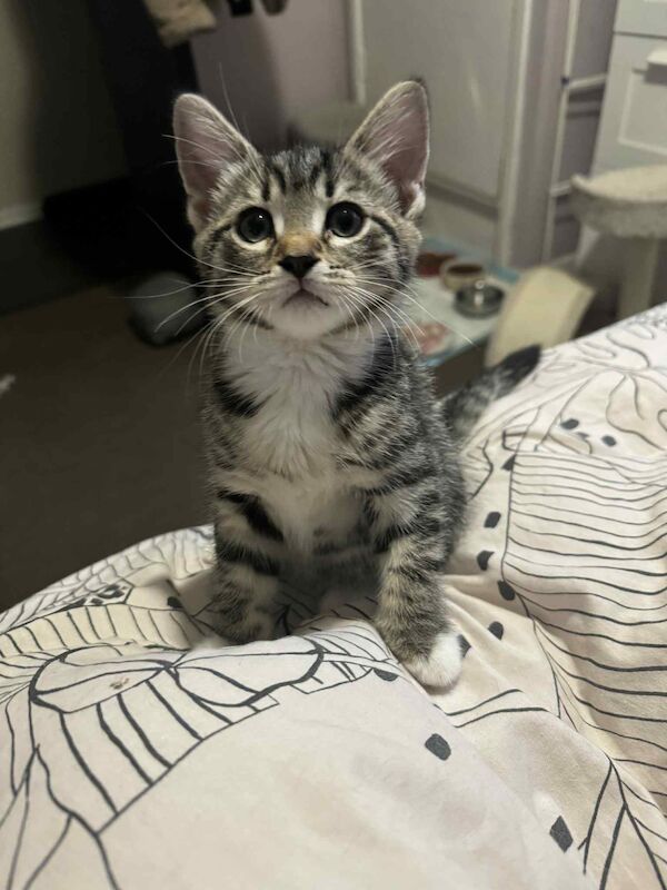 Tabby twin girls for sale in Bilston, West Midlands | Image 3