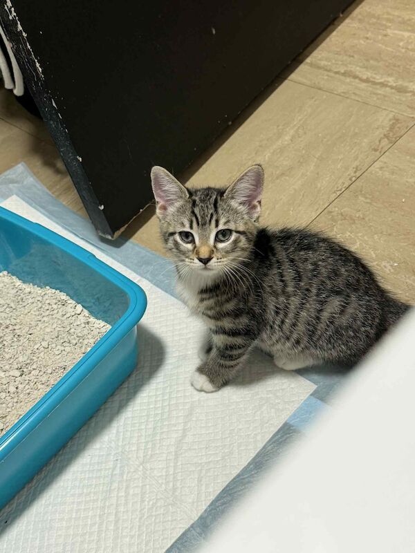 Tabby twin girls for sale in Bilston, West Midlands | Image 4