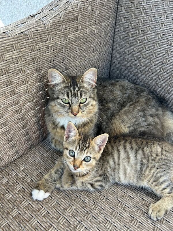 Maine Coon kittens for sale in Dalkeith, Midlothian – 3 months old