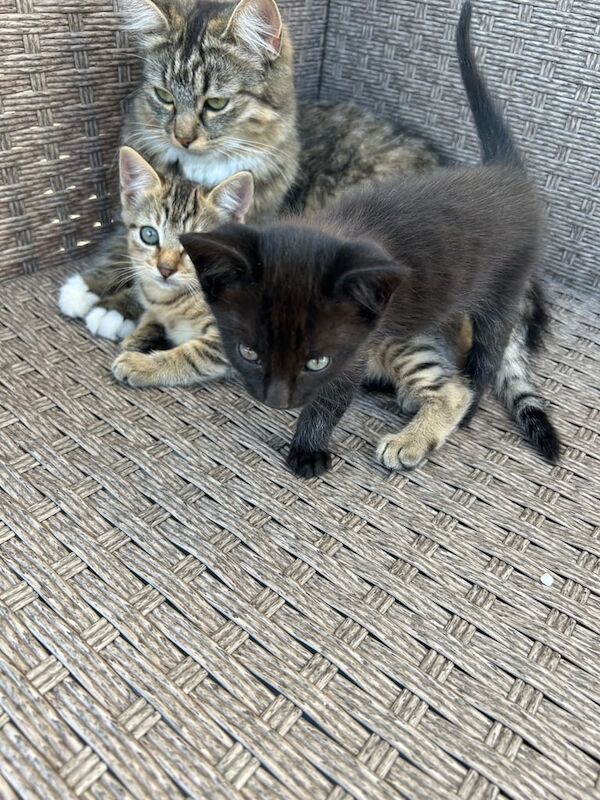 Maine Coon kittens for sale in Dalkeith, Midlothian – 3 months old - Image 2 of 2