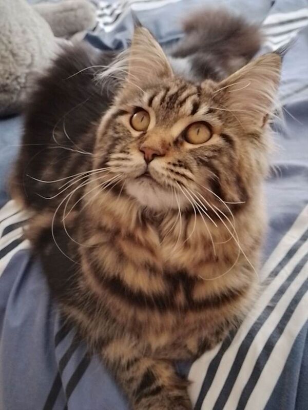 Three Playful Maine Coon Cross Kittens Ready for Their Forever Homes