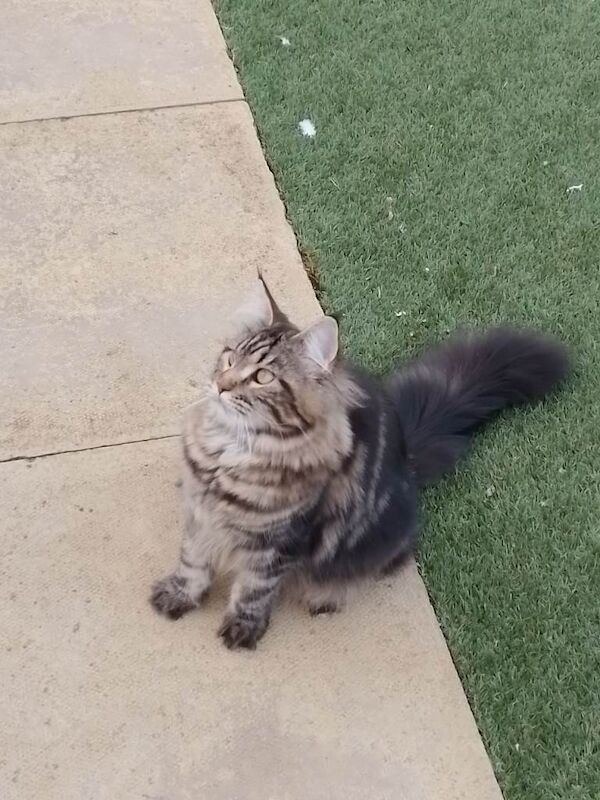 Three Playful Maine Coon Cross Kittens Ready for Their Forever Homes - Image 2 of 5