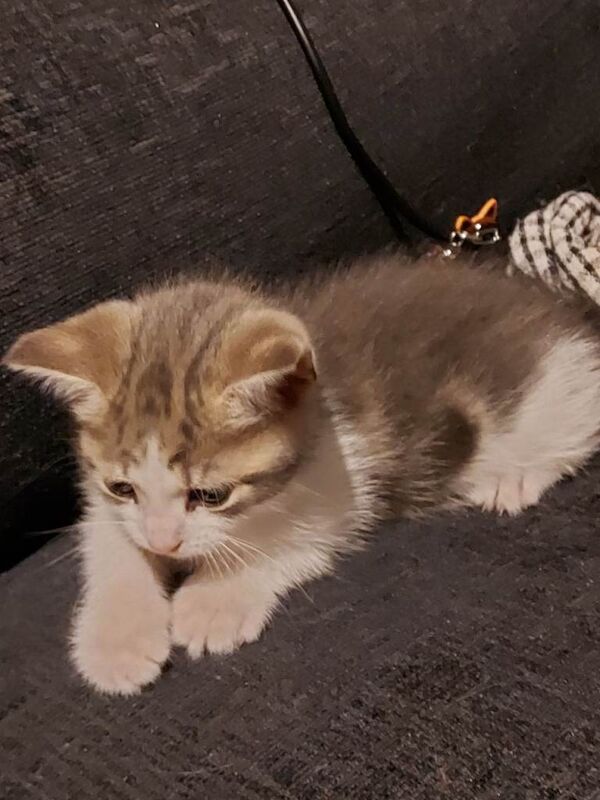 Three Playful Maine Coon Cross Kittens Ready for Their Forever Homes - Image 3 of 5