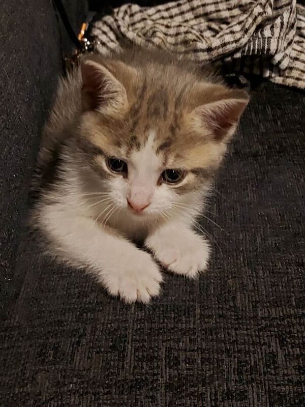 Three Playful Maine Coon Cross Kittens Ready for Their Forever Homes - Image 4 of 5