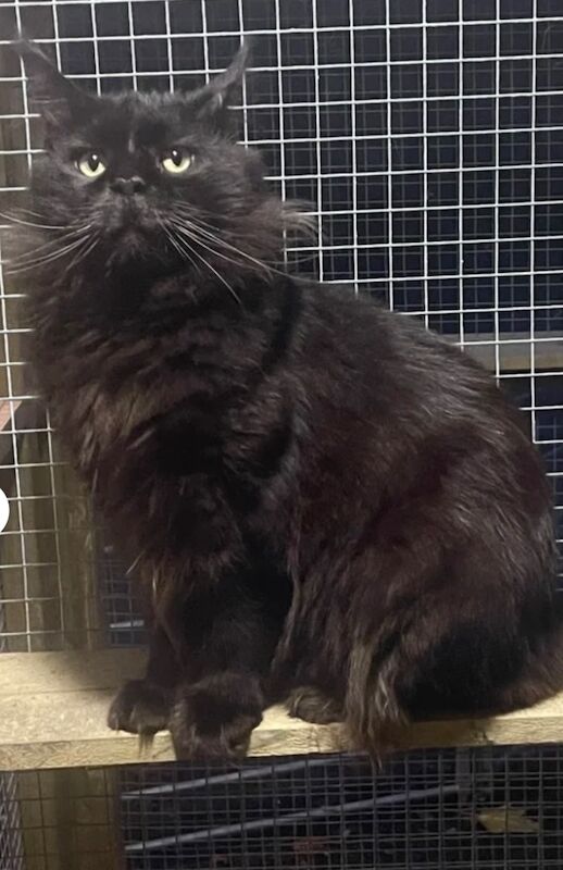 Maine Coon stud dog for stud in CA8 7LF – 2 years old