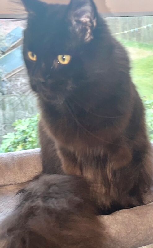 Maine Coon stud dog for stud in CA8 7LF – 2 years old - Image 2 of 5