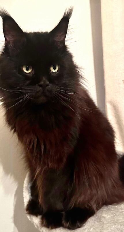 Maine Coon stud dog for stud in CA8 7LF – 2 years old - Image 3 of 5