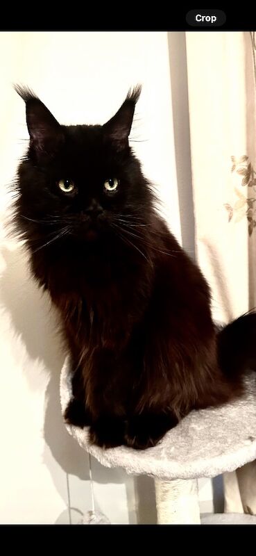 Maine Coon stud dog for stud in CA8 7LF – 2 years old - Image 5 of 5