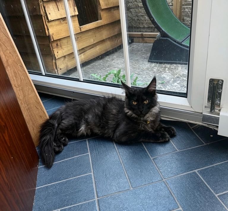 TICA Registered Maine Coon Kittens For Sale