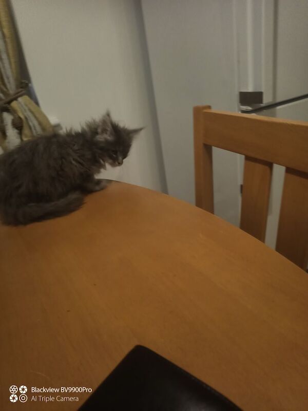 TICA Champion bloodline kittens for sale in Dunstable, Bedfordshire | Image 2