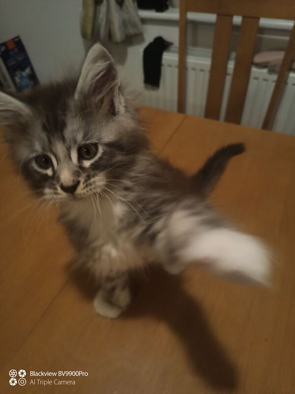 TICA Champion bloodline kittens for sale in Dunstable, Bedfordshire | Image 3