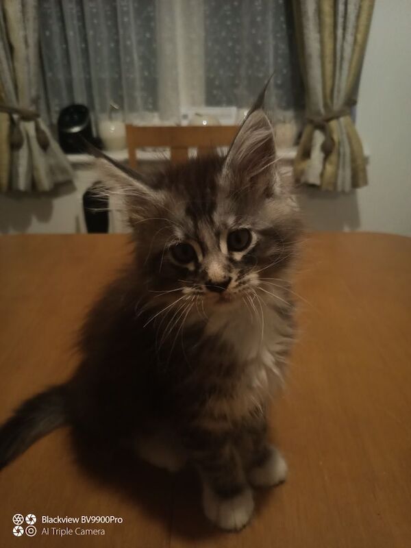 TICA Champion bloodline kittens for sale in Dunstable, Bedfordshire | Image 4
