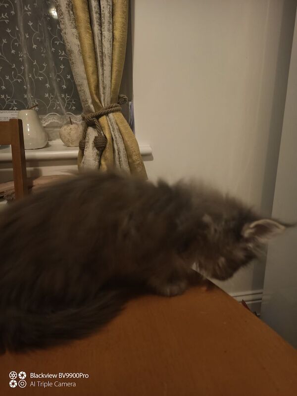 TICA Champion bloodline kittens for sale in Dunstable, Bedfordshire - Image 10