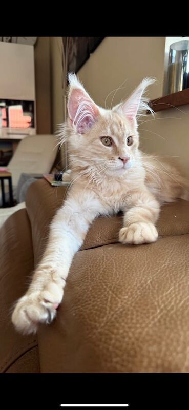 Maine Coon kittens for sale in Tring, Hertfordshire – 10 weeks old