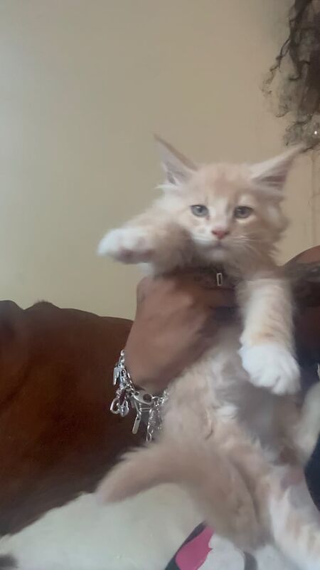 Maine Coon kittens for sale in Tring, Hertfordshire – 10 weeks old - Image 2 of 3