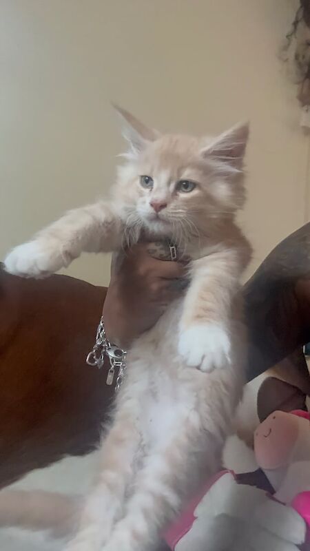 Maine Coon kittens for sale in Tring, Hertfordshire – 10 weeks old - Image 3 of 3