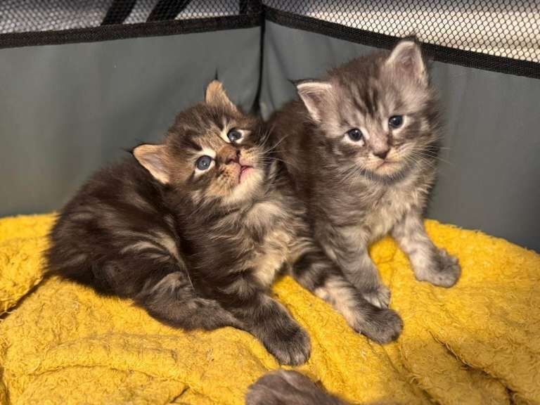 Maine Coon kittens for sale in Eltham, Greater London – 5 weeks old