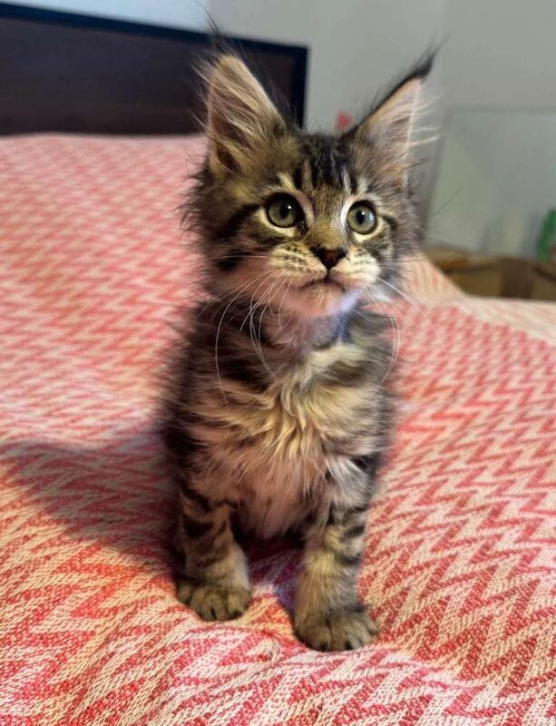 TICA Registered Maine Coon Kittens For Sale