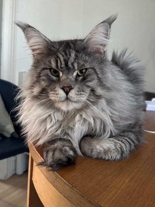 Maine Coon kittens for sale in Eltham, London – 10 weeks old - Image 2 of 5