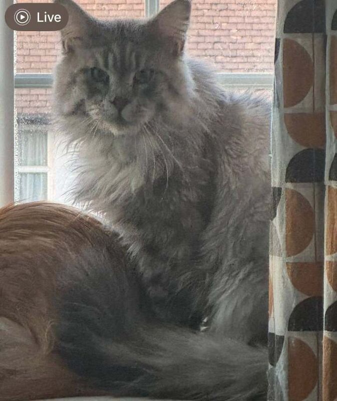 Maine Coon kittens for sale in Eltham, London – 10 weeks old - Image 3 of 5