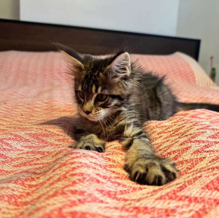 Maine Coon kittens for sale in Eltham, London – 10 weeks old - Image 4 of 5