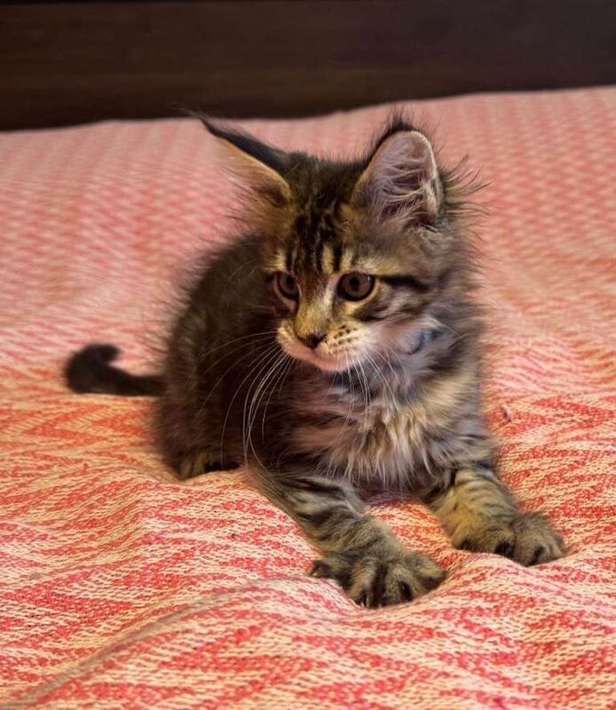 Maine Coon kittens for sale in Eltham, London – 10 weeks old - Image 5 of 5