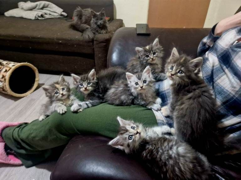 Maine Coon kittens for sale in Wollaton, Nottinghamshire – 6 weeks old