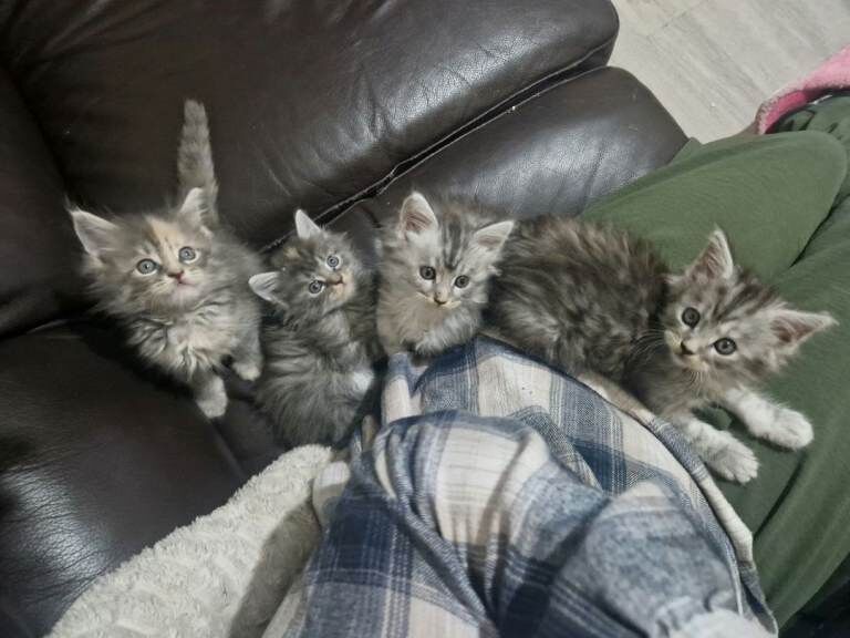 Maine Coon kittens for sale in Wollaton, Nottinghamshire β 4 months old - Image 2 of 6