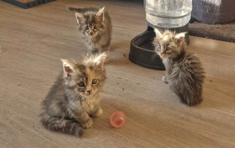Maine Coon kittens for sale in Wollaton, Nottinghamshire β 4 months old - Image 3 of 6