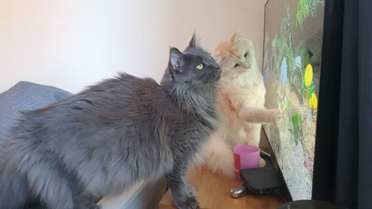 Maine Coon kittens for sale in Wollaton, Nottinghamshire β 4 months old - Image 4 of 6