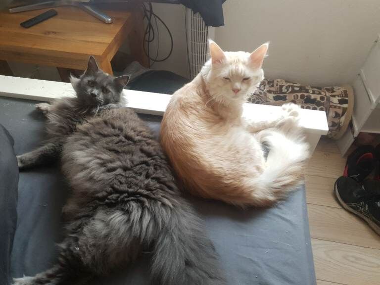 Maine Coon kittens for sale in Wollaton, Nottinghamshire β 4 months old - Image 5 of 6