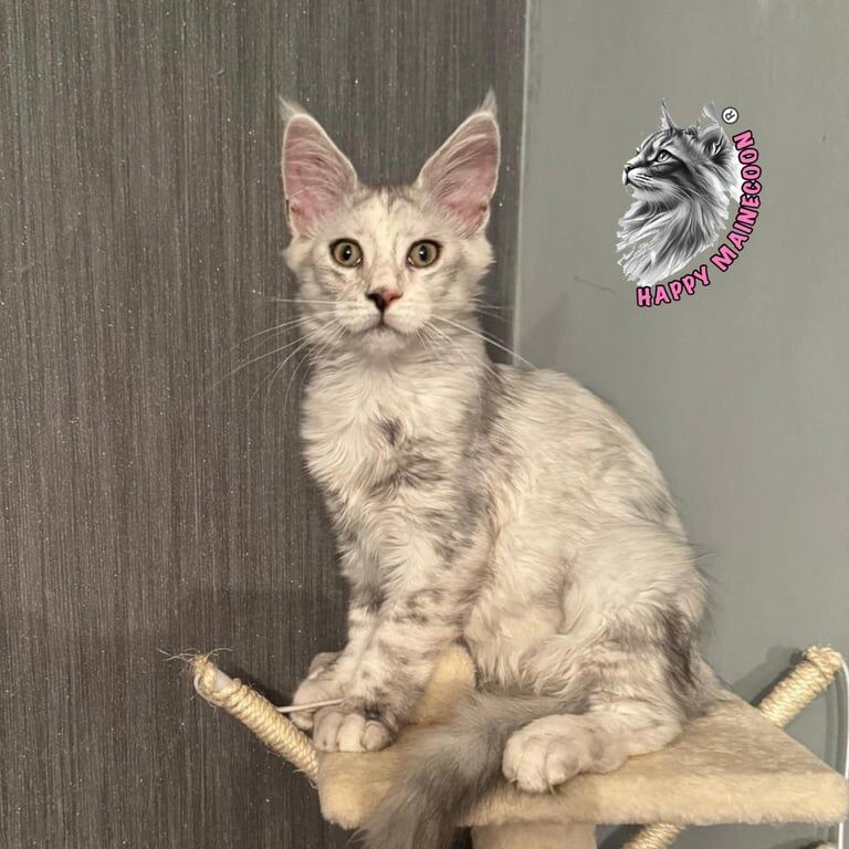 Maine Coon kittens for sale in Maldon, Essex – 3 months old